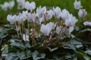 Cyclamen
