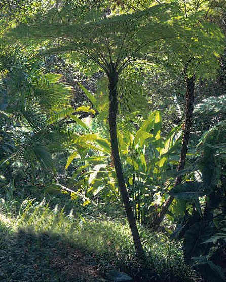 Cyathea cooperi - Australian Tree Fern