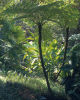 Cyathea cooperi - Australian Tree Fern
