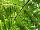Cyathea australis - Rough Tree Fern