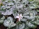 Cyclamen hederifolium 'Amaze Me -White' for sale Ireland