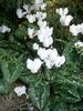 Cyclamen