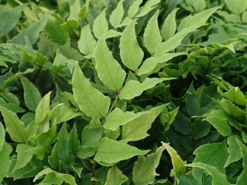 Cyrtomium fortunei 'Clivicola' - Arching Japanese Holly Fern 9cm £3.95