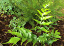 Cyrtomium falcatum - Japanese Holly fern 9cm €4.95