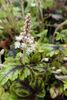 Tiarella 'Jeepers Creepers' P9 (0.5 litre) €6.50 Tiarella 'Jeepers Creepers' for sale Ireand