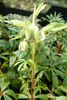 Helleborus foetidus P9 (0.5 litre) €5.50 Helleborus foetidus P9 (0.5 litre) €5.50 for sale in Ireland