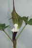 Arisaema sikokianum- Japanese Jack in the Pulpit. flowering size bulb €20 Sold out Arisaema sikokianum- Japanese Jack in the Pulpit. bulb £20