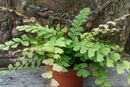 Adiantum caudatum Walking Maidenhair Fern plug €2.95 Adiantum caudatum Walking Maidenhair Fern 9cm €4.95