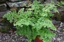Adiantum microphyllum 12cm pot €9.95