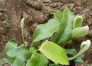 Pyrrosia lingua 'Yabane' plug plant €6.95