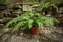 Dicksonia antarctica - Smooth Tree Fern 2 litre €19.00