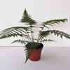 Dicksonia antarctica - Smooth Tree Fern 2 litre €19.00