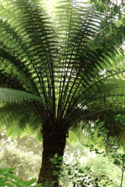 Dicksonia antarctica - Smooth Tree Fern 9cm £5.95