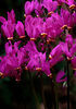 Dodecatheon pulchellum 'Red Wings' for sale ireland