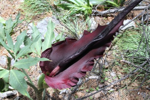 Dracunculus vulgaris Way too large to send now! Available at plant fairs.