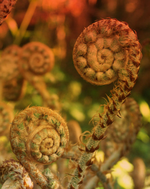 Cyathea australis - Rough Tree Fern