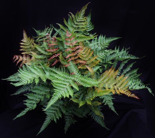 Dryopteris erythrosora 'Radiance'- Radiant Autumn Fern