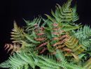 Dryopteris erythrosora 'Radiance'- Radiant Autumn Fern