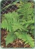 Dryopteris pulcherrima - Beautiful Wood Fern