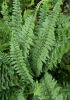<i>Dryopteris affinis </> Stableri 9cm £4.95