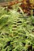 Dryopteris affinis 'Polydactyla Dadds' Many Fingered Male Fern 9cm €4.50