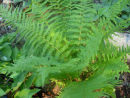 Dryopteris x complexa - Robust Wood Fern sold out Dryopteris x complexa - Robust Wood Fern - 1 litre €9.50