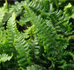 Dryopteris affinis 'Crispa Gracilis' plug plant €2.95