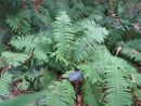 Dryopteris crasshirizoma - Thick-Stemmed Wood Fern 9cm €4.95