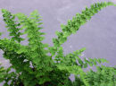 Dryopteris affinis 'Cristata Angustata' AGM Sold out