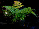 Dryopteris erythrosora ‘prolifica’- Japanese Copper Shield Fern plug plant €2.95