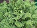 Dryopteris filix-mas - Male Fern sold out Dryopteris filix-mas - Male Fern 9cm €4.50