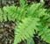 Dryopteris filix-mas - Male Fern plug £2.50