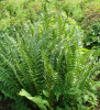 Dryopteris filix-mas 'Barnesii' sold ou