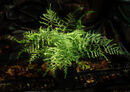 Dryopteris filix-mas 'Linearis Polydactyla' Forked Male Fern 9cm €4.95