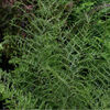 Dryopteris filix-mas 'Linearis Polydactyla' Forked Male Fern 9cm £4.25 <b>(As seen on Gardener's World!) </b>
