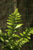 Dryopteris ludoviciana - Southern Wood Fern 9cm €6.00