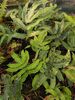 Dryopteris seiboldii - Seibold's Wood Fern 2 litre €8.95
