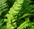 Dryopteris cycadina 9cm €4.95