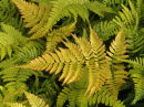 Dryopteris erythrosora ‘prolifica’- Japanese Copper Shield Fern 9cm £3.95