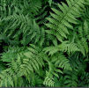 Dryopteris x remota - Remote Wood Fern sold out