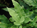 Dryopteris seiboldii - Seibold's Wood Fern plug €2.95