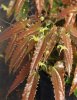 Epimedium spp. 'Spine Tingler’