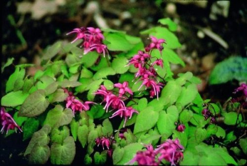 Epimedium grandiflorum 'Rose Queen'