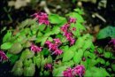 Epimedium grandiflorum 'Rose Queen'