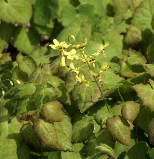 Epimedium perralchicum 'Wisley' 1 litre