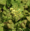 Epimedium perralchicum 'Wisley' 1 litre