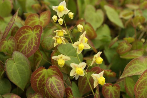 Epimedium x versicolor 'Sulphureum' Sold out