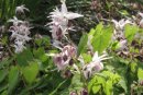 Epimedium 'Akebono'