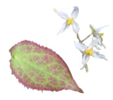 Epimedium stellulatum ‘Wudang Star’ 2 litre €11.95 Epimedium stellulatum ‘Wudang Star’ 2 litre for sale ireland