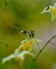 Epimedium 'Mandarin Star'